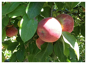 Summerfeld apples