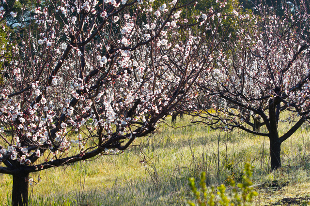 ApricotsBlooming2