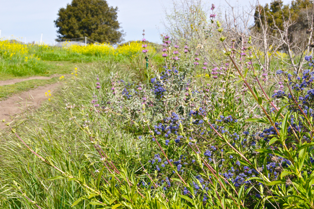 HedgerowBlooming1