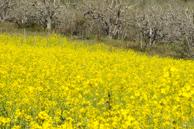 MustardField1
