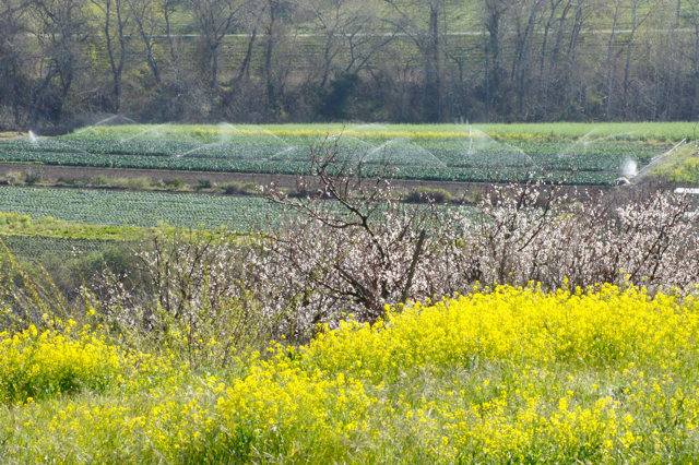OrchardFields1
