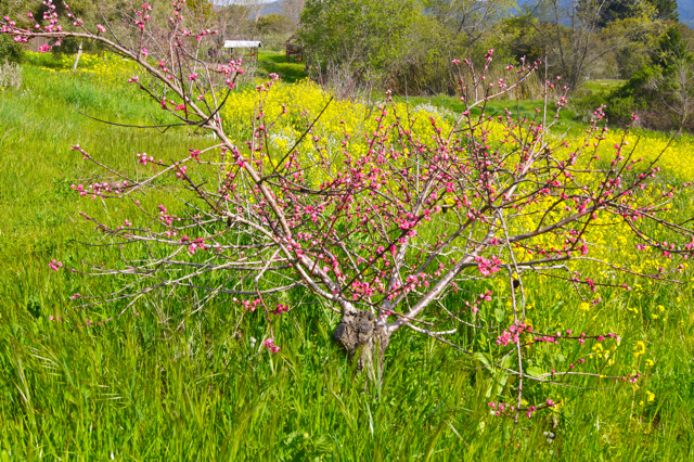 PeachBlooming1