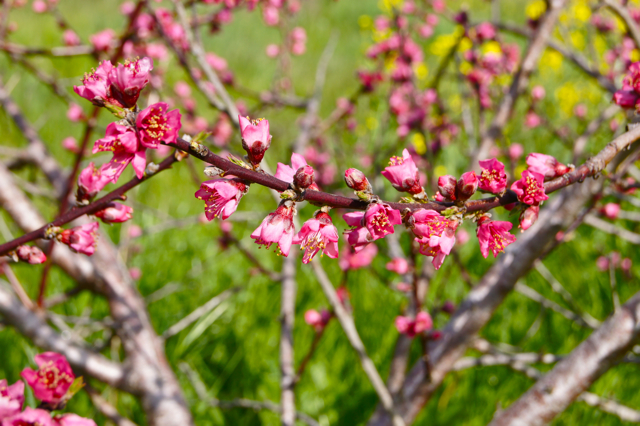 PeachBlooming2