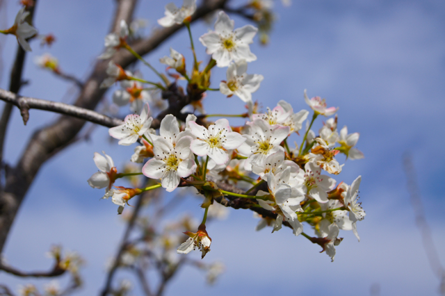 PearBlossoms1