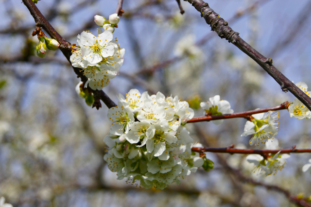 PlumsBlooming2
