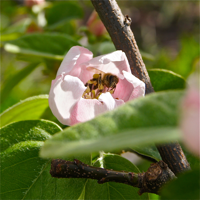 QuinceBloomBee1