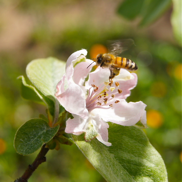 QuinceBloomBee3