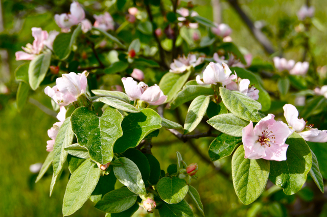 QuinceBlooming1