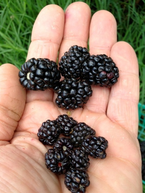 Cultivated blackberries at top. Native blackberries at bottom.