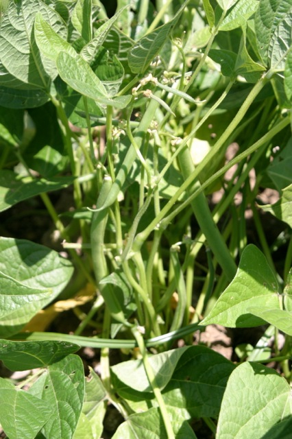 GreenBeans6