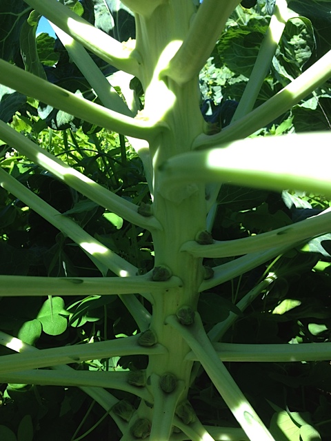 Young Brussels Sprouts