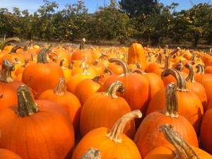 PumpkinHarvest1