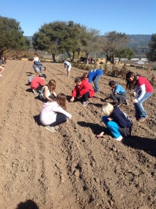 Mar Vista Elementary 5th graders plant Fava Beans