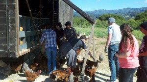 Gathering the eggs.