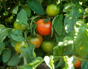tomatoes 7.2014