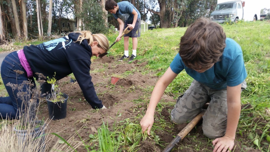 landscape planting