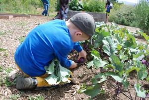 homeschoolHarvest